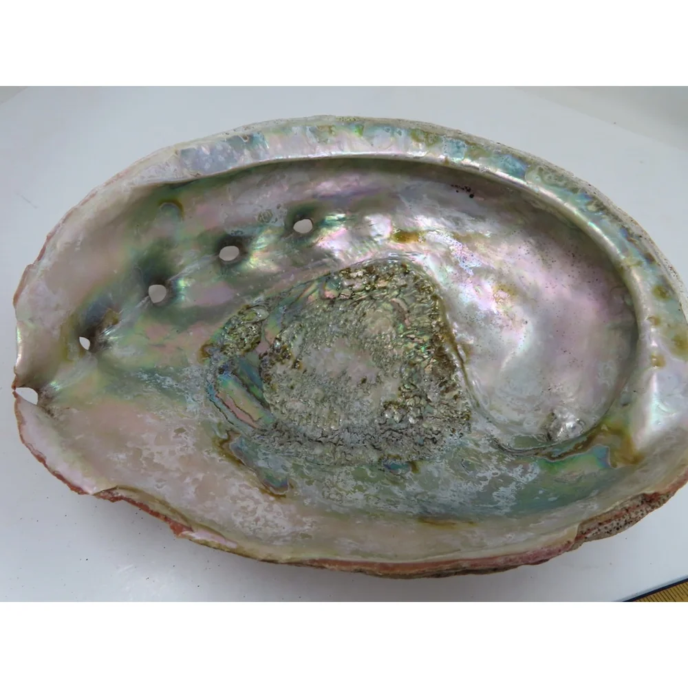 Large Pacific Abalone Shell Mother of Pearl 7.75